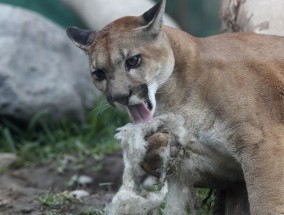 艾伯塔省政府扩大美洲狮狩猎区域和配额